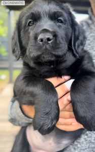 Golden retriever x Chocolate Labrador Pup is ready for new home