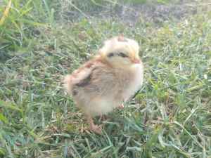 Baby chickens plus Hens plus fertile eggs from $10