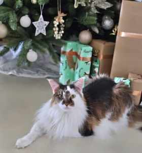Purebred Adult Maine Coon