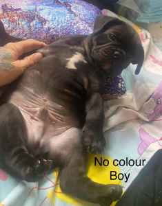 French Bulldog x Pug (FRUG) Ready for MOTHERS DAY 1 BOY LEFT