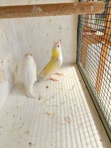 A pair for sale, the male is white and the female is split EVB for $35