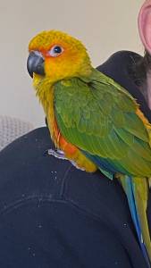 Missing jenday conure