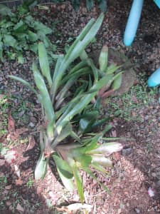 Small Bundle of Bromeliads