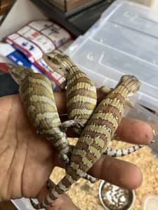 Blue tounge lizards $75 each