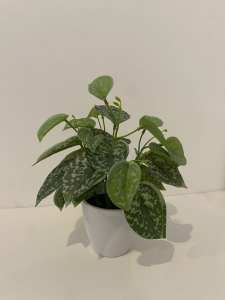 Artificial Indoor Mini Peperomia Plant ROGUE LIVING as NEW