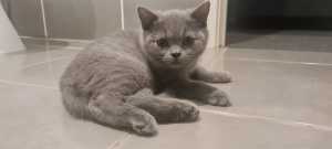 PRICED FOR QUICK SALE- British Shorthair Kitten