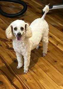 3 yr old toy poodle female desexed