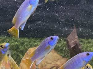 Yellows tail acei /African cichlids/colony of (6) 8-9-cm