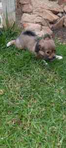 CHIHUAHUA X PAPILLION (CHION) Puppie ONLY 1 left 