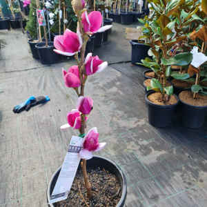 Magnolia Soulangeana Cameo Decidous Tree in 330mm pot