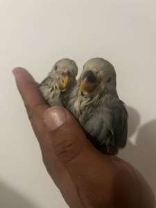 2 hand reaed babies lovebirds for $60 both