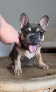 French bulldog puppies-female-Lilac,blue,tan- stunning-quality
