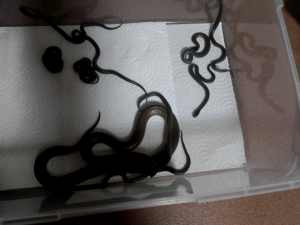 Curl/Myall snakes “suta suta” babies