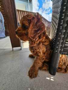 Only One Left & Ready Now Adorable Toy Cavoodle Puppies