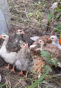 Guinea Fowls For Sale