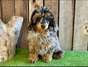 Stunning Tri Coloured Merle Poodle Pup Ready To Go Now