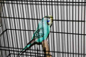 Pet Budgie for Sale