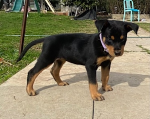 Tan Kelpie Male Red Kelpie Puppies Kelpie Dogs Puppies For Sale