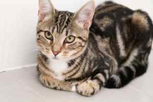 Nougarts rescue kitten NC1356 vetted- Joining Petcity Balcatta