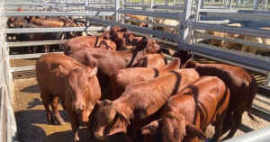 Heifers, Steers, Cows, Bulls *Price varies* (AUCTION)