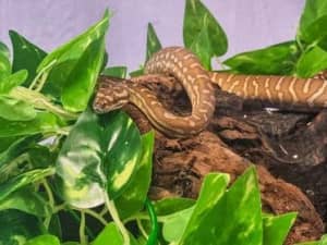 Pythons for sale - Available now!