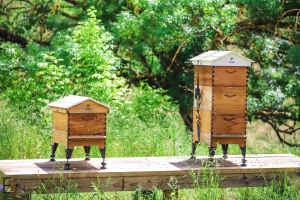2 genuine flow hives