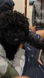 Black male Toy Poodle looking for a good home