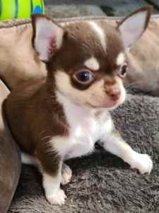Chihuahua Puppy Male