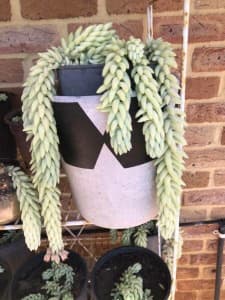 Succulent Plant  - Donkey tail (Burrow's tail)