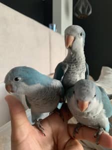 Hand Raised Quaker parrots ( MASSIVE SALE )