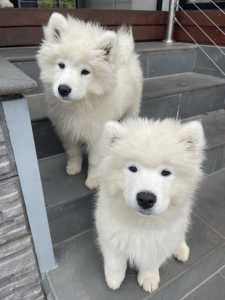2 Female Samoyed Puppies | Glen Waverley