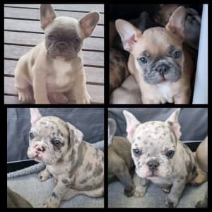 Pure-bred French bulldog puppies