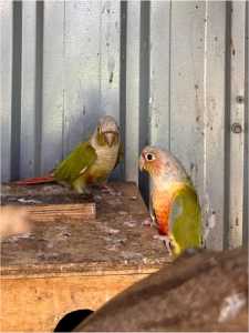 Breeding conure pairs for Sale