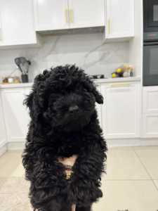 Pure bred Toy Poodle Puppy ready to go today 