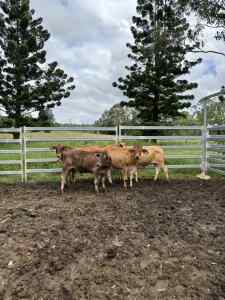 3 Brahman x & 1 murray grey steers
