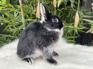 Netherland dwarf rabbit- baby girl