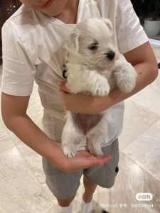 West highland white terrier puppy’s for sale