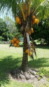DWARF coconut seedlings 1 year old