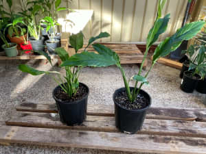 Peace Lily potted plants (Spathiphyllum)