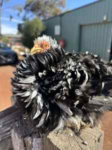 Pekin bantam Pullets and rooster flat and frizzle feather chicken