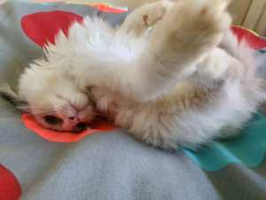 Bio colour ragdoll looking for furever home male and female