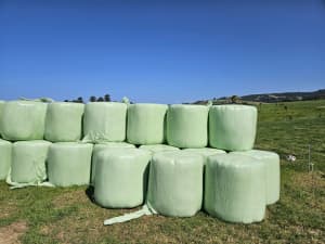 Rye Clover Silage Bales 