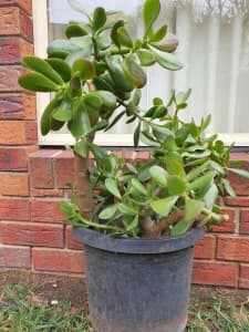 Large Jade Plant - Excellent condition