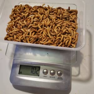 Live mealworms $65 for 1kg shipped to you