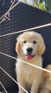 Golden retriever Fur boy puppy
