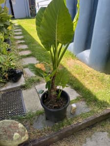 Giant taro / elephant ears indoor outdoor plant