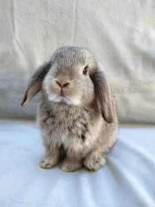 More BEAUTIFUL BUNNIES! Adorable baby Mini-lop cross bunnies for sale.