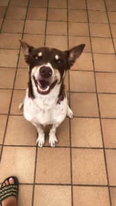 Kelpie brown and white Male Dog