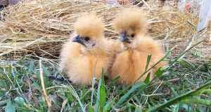 Buff Silkie hens for sale