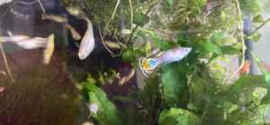 Male Yellow blue Snake Young Guppy fish 